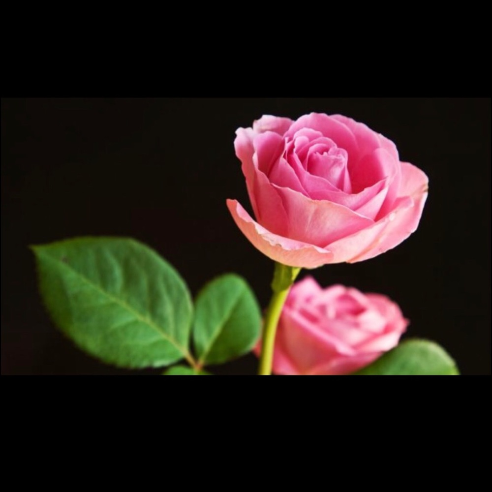 Meet your Posher, Luma